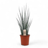 Dracaena (Sansevieria) bacularis 'Fernwood Mikado' potted plant in nursery pot on white background.