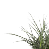 Dracaena (Sansevieria) bacularis 'Fernwood Punk' – Blattdetail vor weißem Hintergrund..