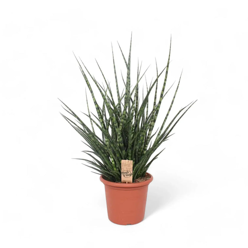 Dracaena (Sansevieria) bacularis 'Fernwood Punk' Zimmerpflanze im Anzuchttopf vor weißem Hintergrund, Produktfoto 2.