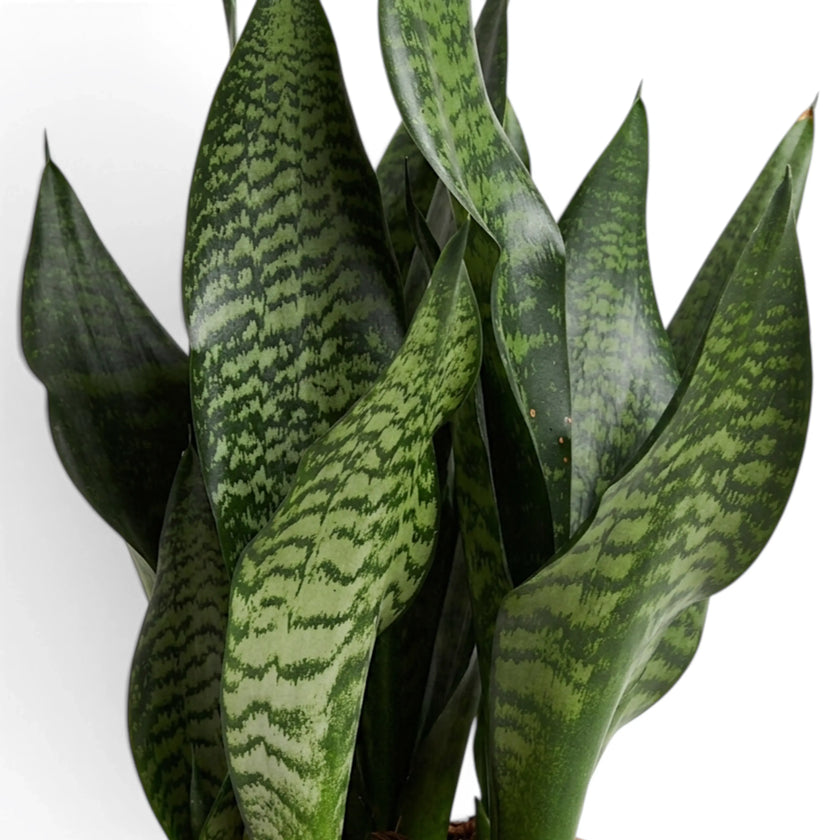 Überlappende Blätter der Dracaena ‘Black Coral’ mit grün marmoriertem Muster
