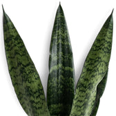 Nahaufnahme von Blättern der Dracaena ‘Black Coral’ mit dunkelgrüner Querbänderung