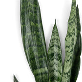 Nahaufnahme hoher Blätter der Dracaena ‘Black Coral’ mit graugrüner Zeichnung