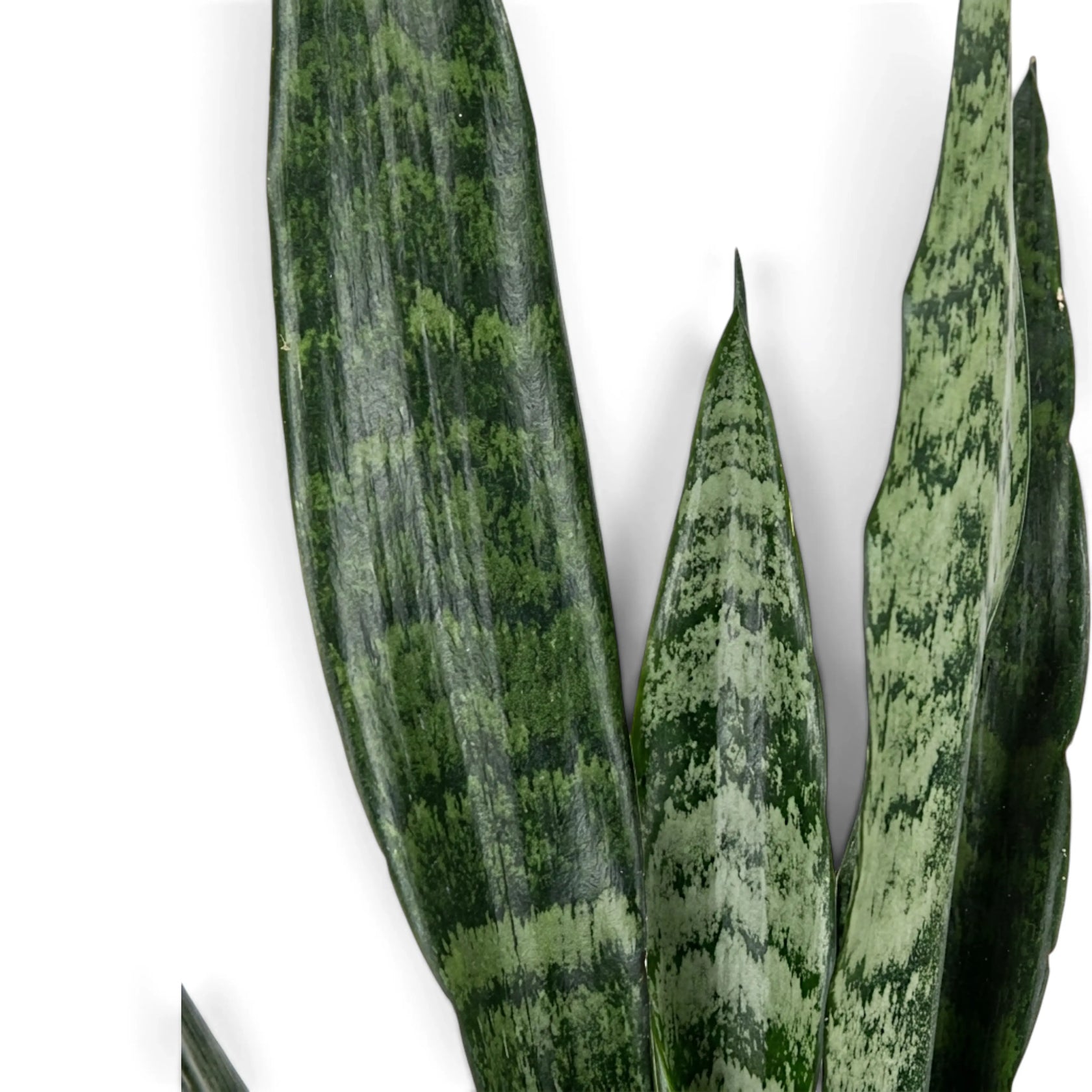 Nahaufnahme hoher Blätter der Dracaena ‘Black Coral’ mit graugrüner Zeichnung