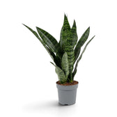 Dracaena ‘Black Coral’ (Bogenhanf) mit aufrechten dunkelgrünen Blättern im grauen Topf