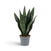 Dracaena ‘Black Coral’ (Bogenhanf) mit dunkel gebänderten Blättern, Gesamtansicht