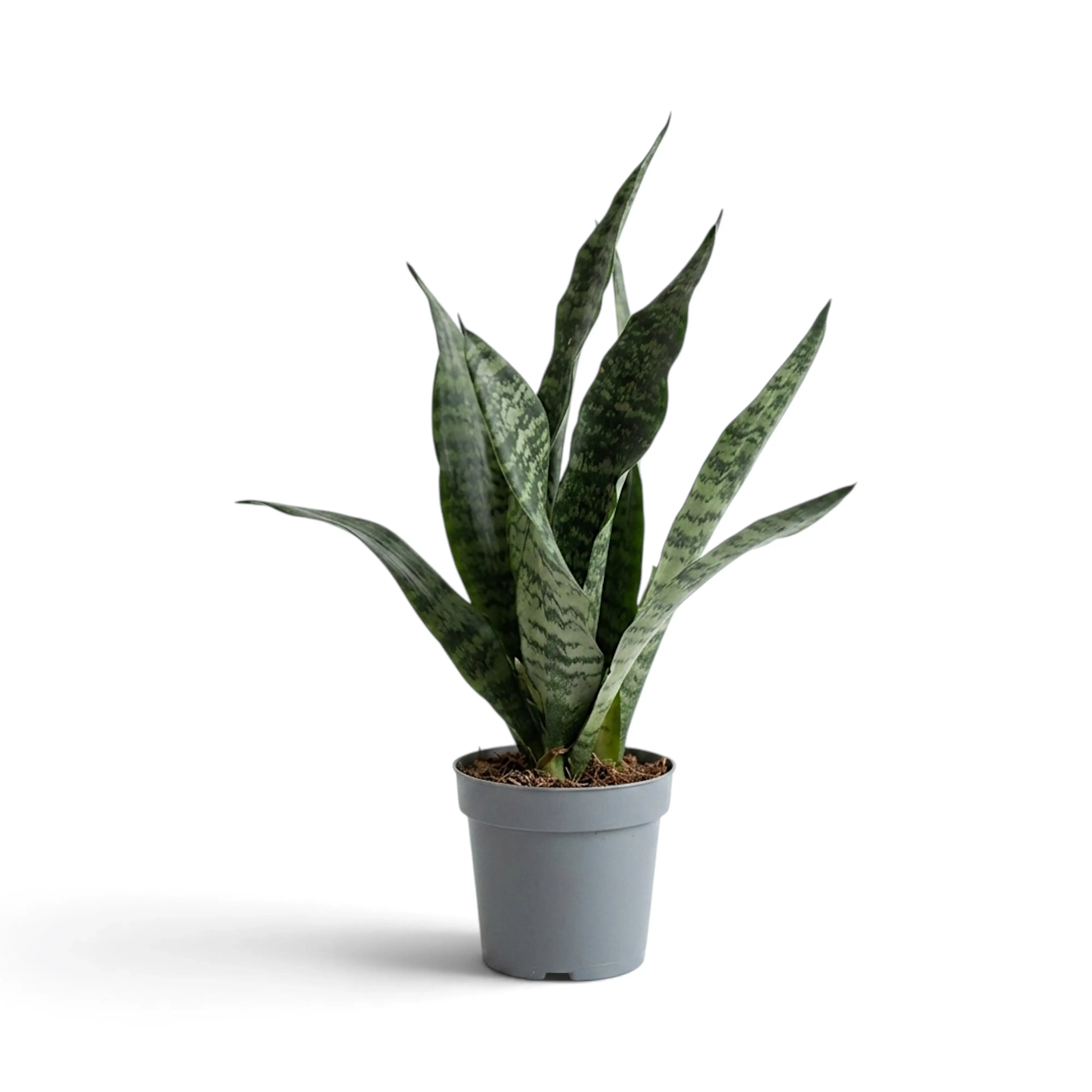 Schlanke Dracaena ‘Black Coral’ (Bogenhanf) mit grün marmorierten Blättern