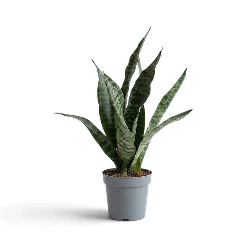 Schlanke Dracaena ‘Black Coral’ (Bogenhanf) mit grün marmorierten Blättern