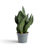 Dichte Dracaena ‘Black Coral’ (Bogenhanf) mit aufrechten gemusterten Blättern