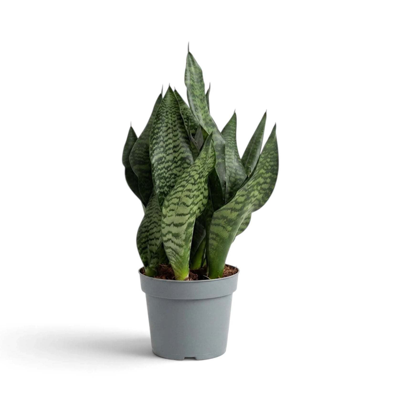 Dichte Dracaena ‘Black Coral’ (Bogenhanf) mit aufrechten gemusterten Blättern