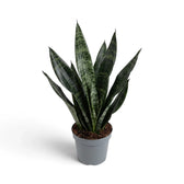 Hohe Dracaena ‘Black Coral’ (Bogenhanf) mit dunklen aufrechten Blättern im grauen Topf