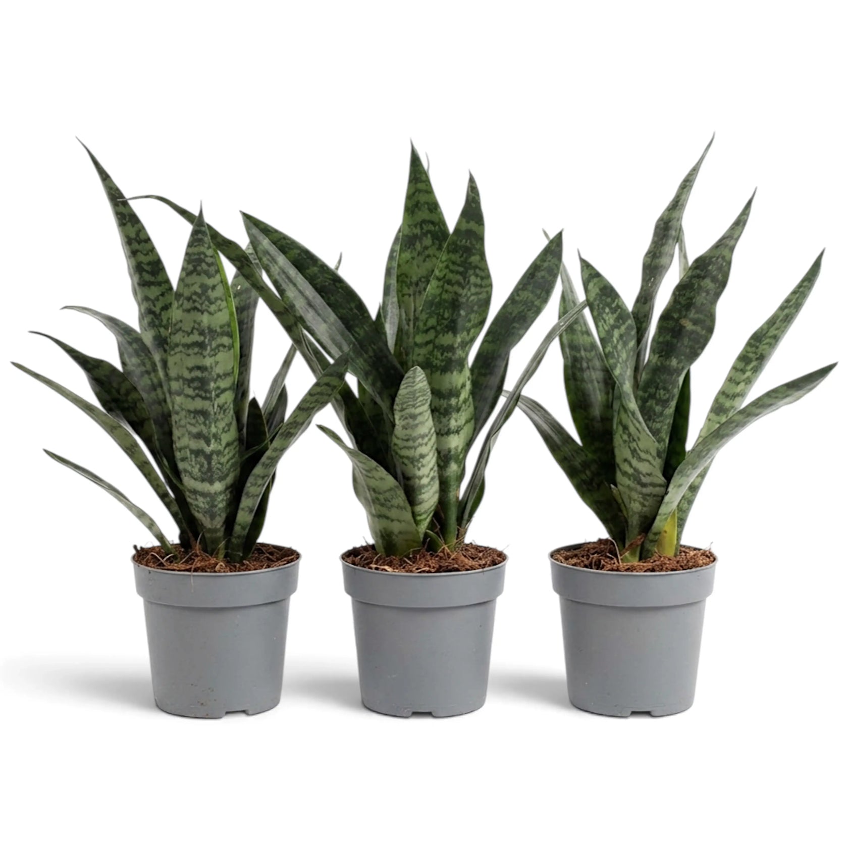 Drei Dracaena ‘Black Coral’ (Bogenhanf) in grauen Kulturtöpfen