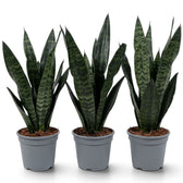 Drei dichte Dracaena ‘Black Coral’ (Bogenhanf) in einer Reihe