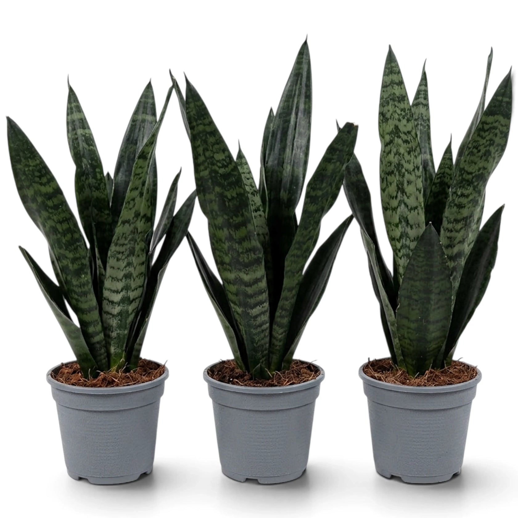 Drei dichte Dracaena ‘Black Coral’ (Bogenhanf) in einer Reihe