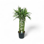 dracaena sanderiana victory Dracaena braunii 'Victory' – Variegated Lucky Bamboo Type