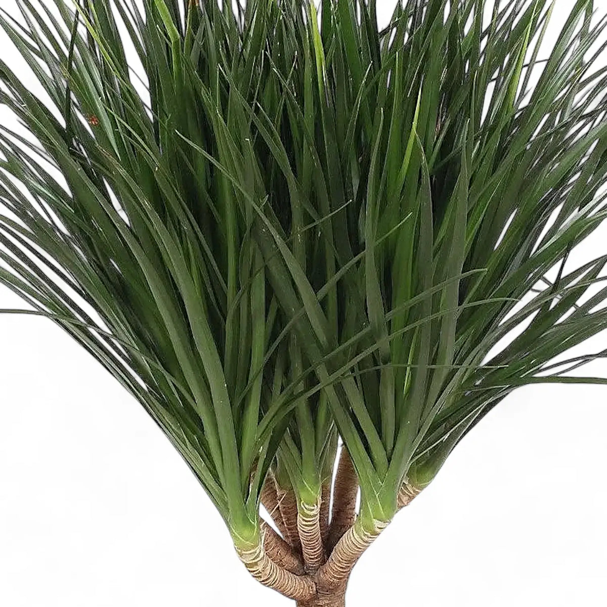 Dracaena draco – Drachenbaum mit Schwertblättern