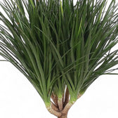 Dracaena draco close-up of leaf on white background.
