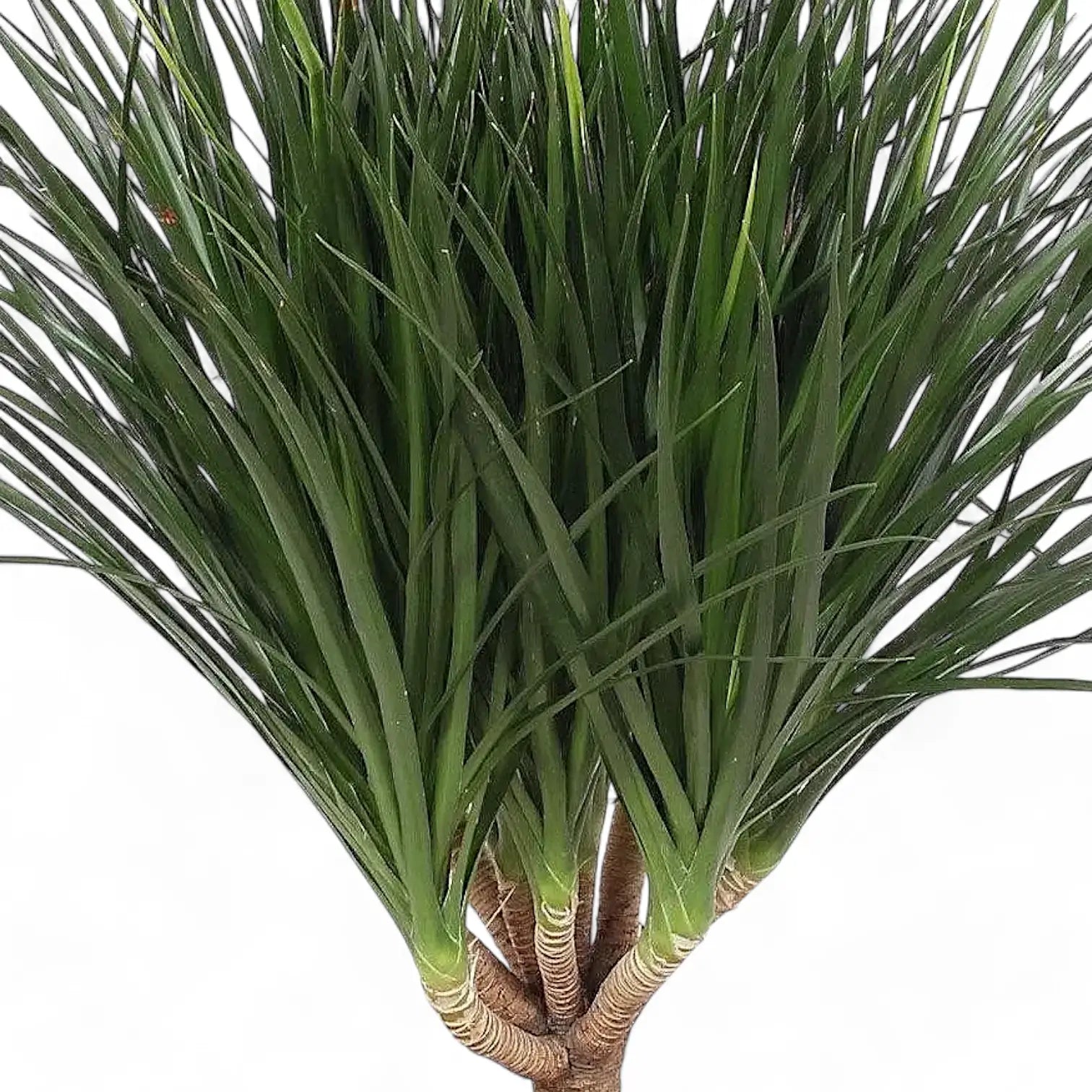 Dracaena draco close-up of leaf on white background.