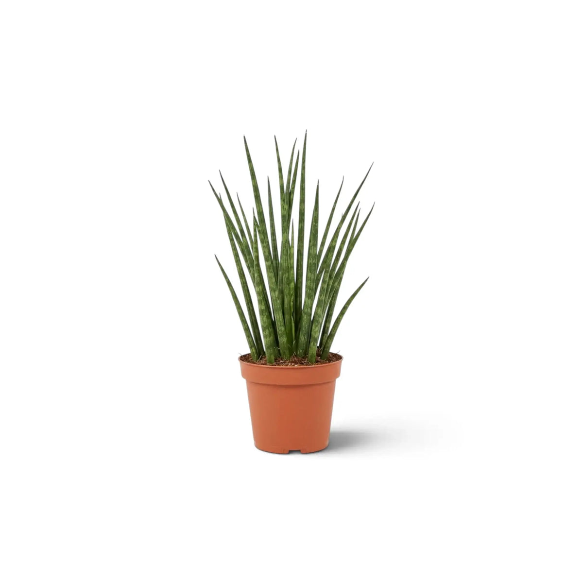 Junge Dracaena ‘Fernwood Mikado’ mit schmalen dunkelgrünen Blättern und hellen Querstreifen