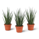 Junge Dracaena ‘Fernwood Mikado’ mit schmalen quer gezeichneten Blättern in einem kompakten aufrechten Büschel