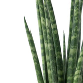 Nahaufnahme der schmalen dunkelgrünen Blätter von Dracaena ‘Fernwood Mikado’ mit heller Querzeichnung