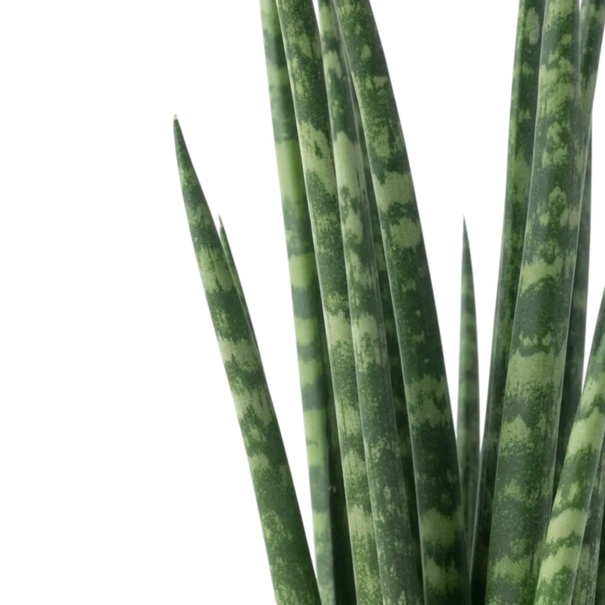 Nahaufnahme der schmalen dunkelgrünen Blätter von Dracaena ‘Fernwood Mikado’ mit heller Querzeichnung