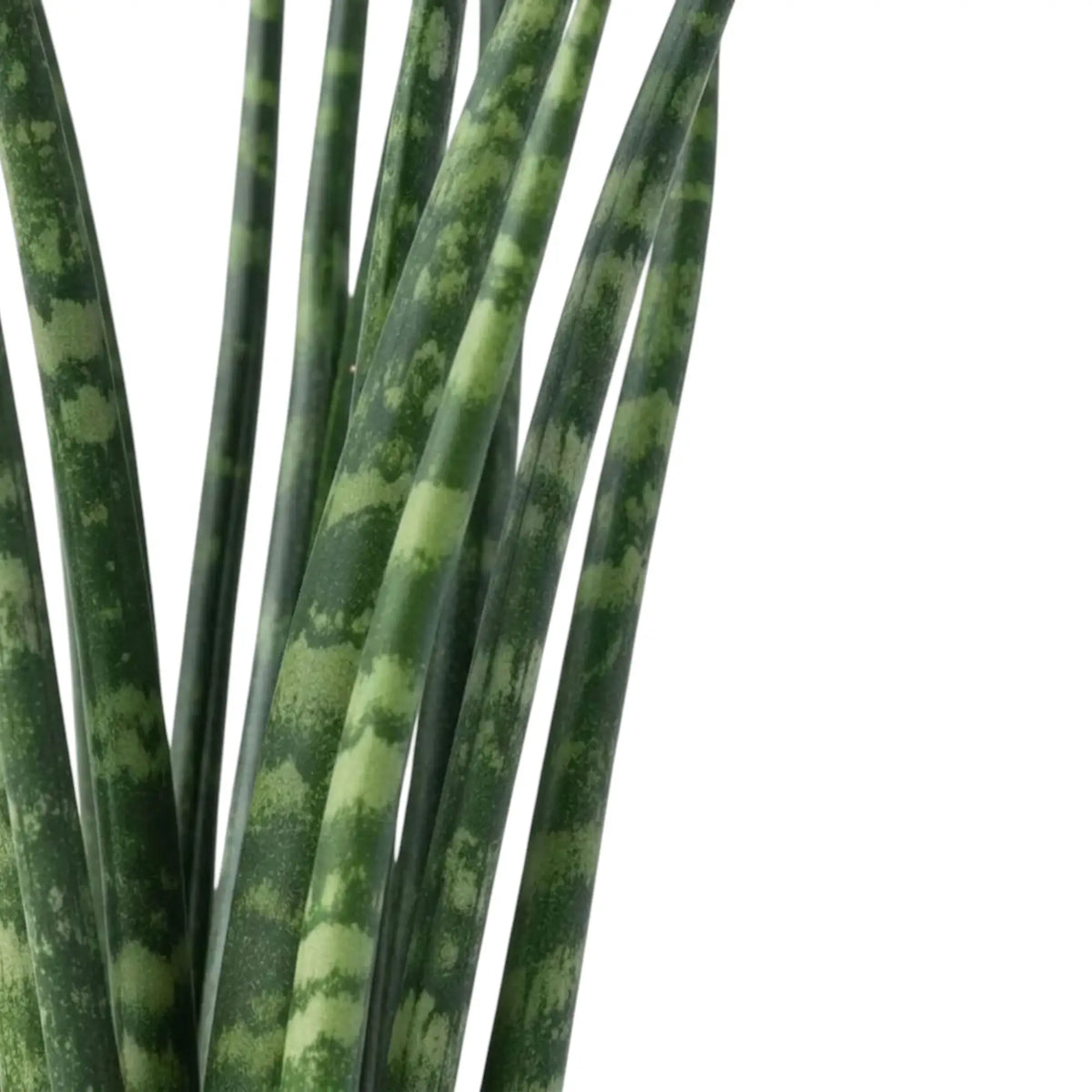 Detailaufnahme von Dracaena ‘Fernwood Mikado’ mit schlanken zylindrischen Blättern und hellen Querstreifen