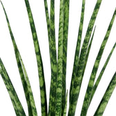 Nahaufnahme der feinen spitzen Blätter und unregelmäßigen grünen Querzeichnung von Dracaena ‘Fernwood Mikado’