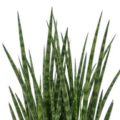 Nahaufnahme von Dracaena ‘Fernwood Mikado’ mit dicht stehenden schmalen Blättern und deutlicher Querzeichnung