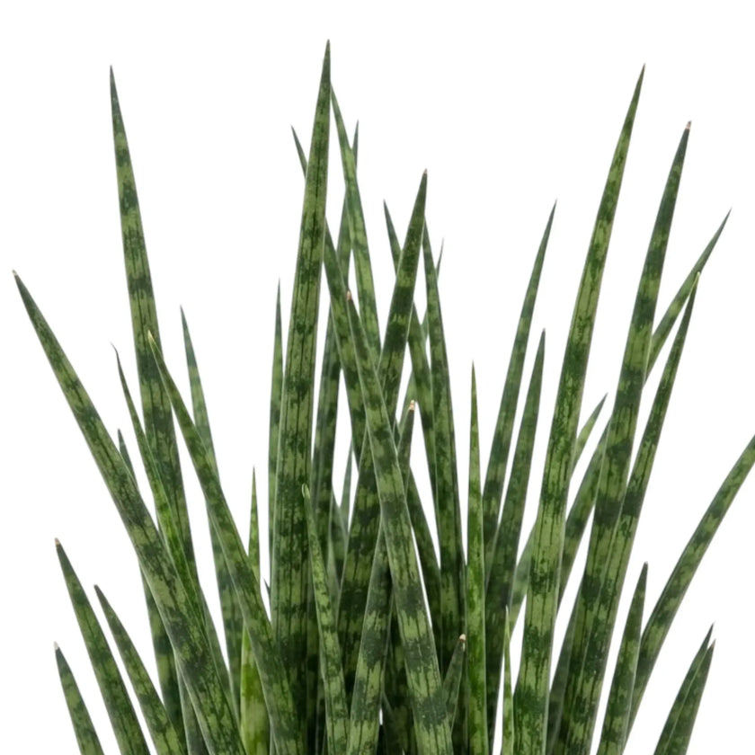 Nahaufnahme von Dracaena ‘Fernwood Mikado’ mit dicht stehenden schmalen Blättern und deutlicher Querzeichnung
