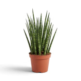 Mittelgroße Dracaena ‘Fernwood Mikado’ mit dichtem Büschel schlanker aufrechter Blätter im Kulturtopf