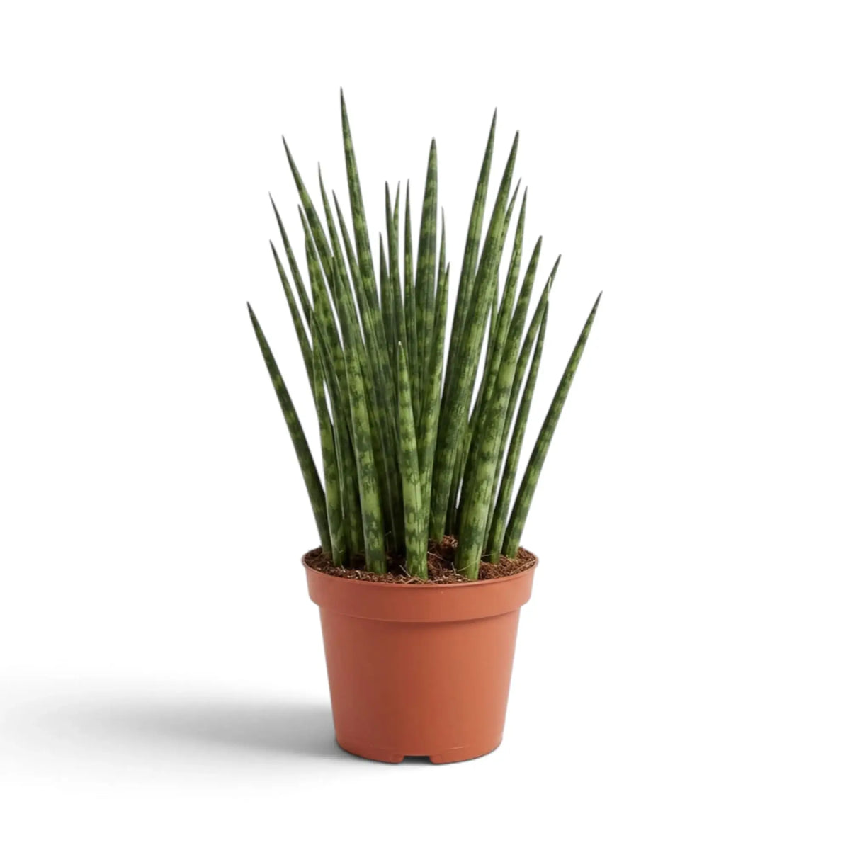 Mittelgroße Dracaena ‘Fernwood Mikado’ mit dichtem Büschel schlanker aufrechter Blätter im Kulturtopf