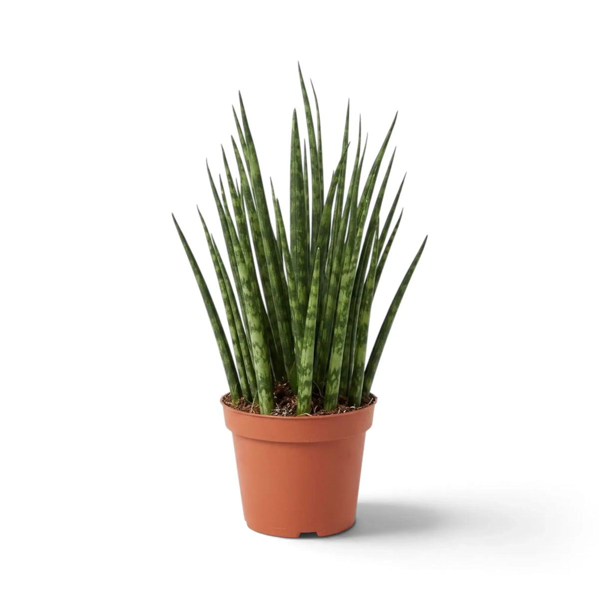 Mittelgroße Dracaena ‘Fernwood Mikado’ mit dunkelgrünen, zylindrischen Blättern und heller Querzeichnung
