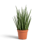 Mittelgroße Dracaena ‘Fernwood Mikado’ mit schmalem aufrechtem Büschel aus feinen grünen Blättern
