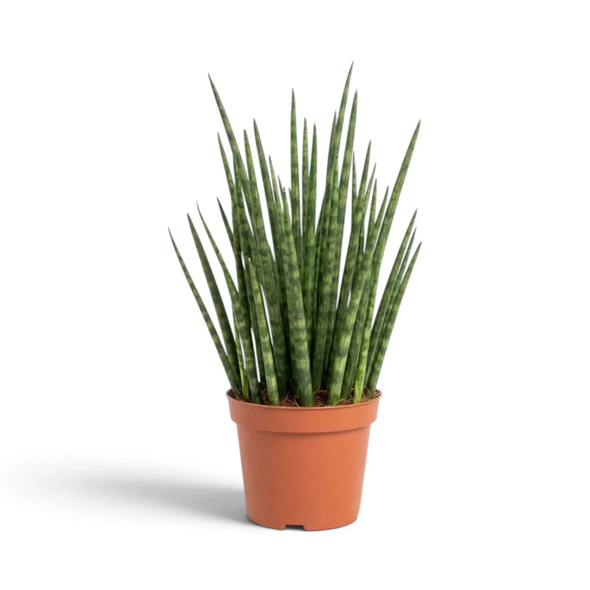 Mittelgroße Dracaena ‘Fernwood Mikado’ mit schmalem aufrechtem Büschel aus feinen grünen Blättern