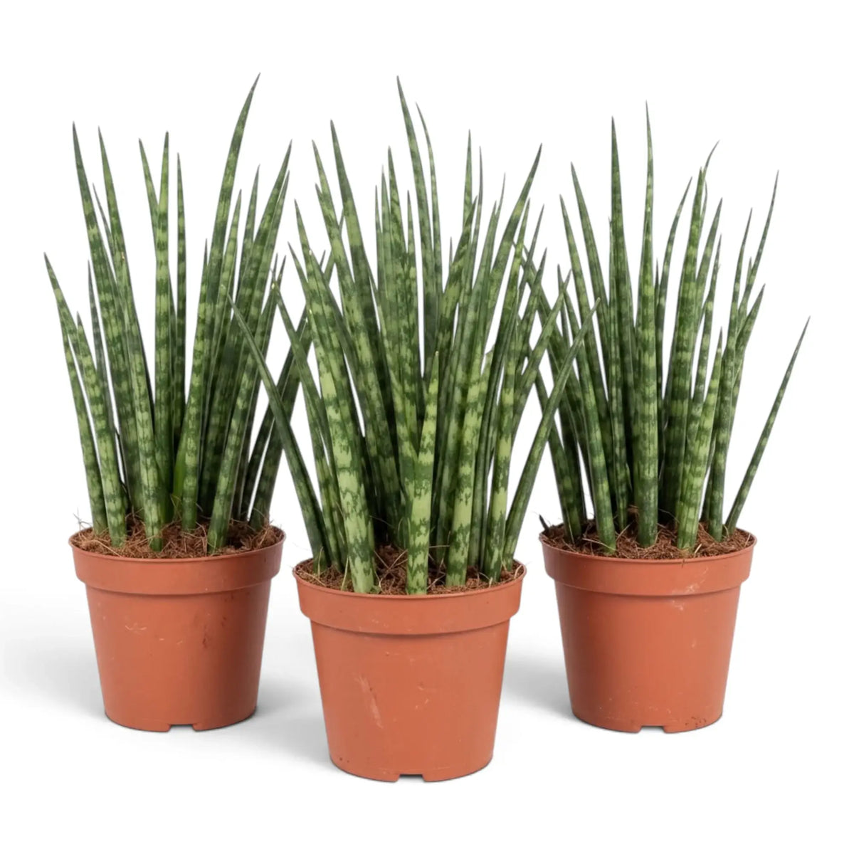 Mittelgroße Dracaena ‘Fernwood Mikado’ mit feinen spitzen Blättern, die dicht aus der Basis wachsen