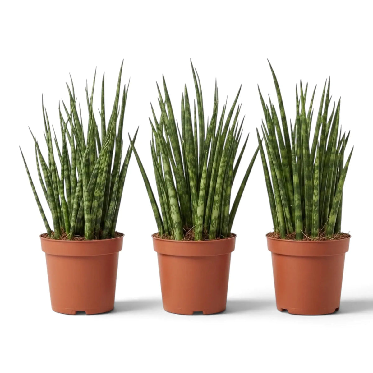 Mittelgroße Dracaena ‘Fernwood Mikado’ mit schlanken dunkelgrünen Blättern und hellen Querstreifen