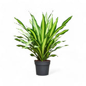 Dracaena fragrans 'Burley' potted plant in nursery pot on white background.