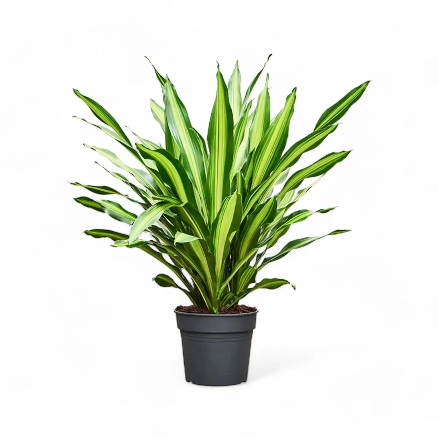 Dracaena fragrans 'Burley' potted plant in nursery pot on white background.
