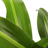 Dracaena fragrans 'Burley' potted plant in nursery pot on white background.