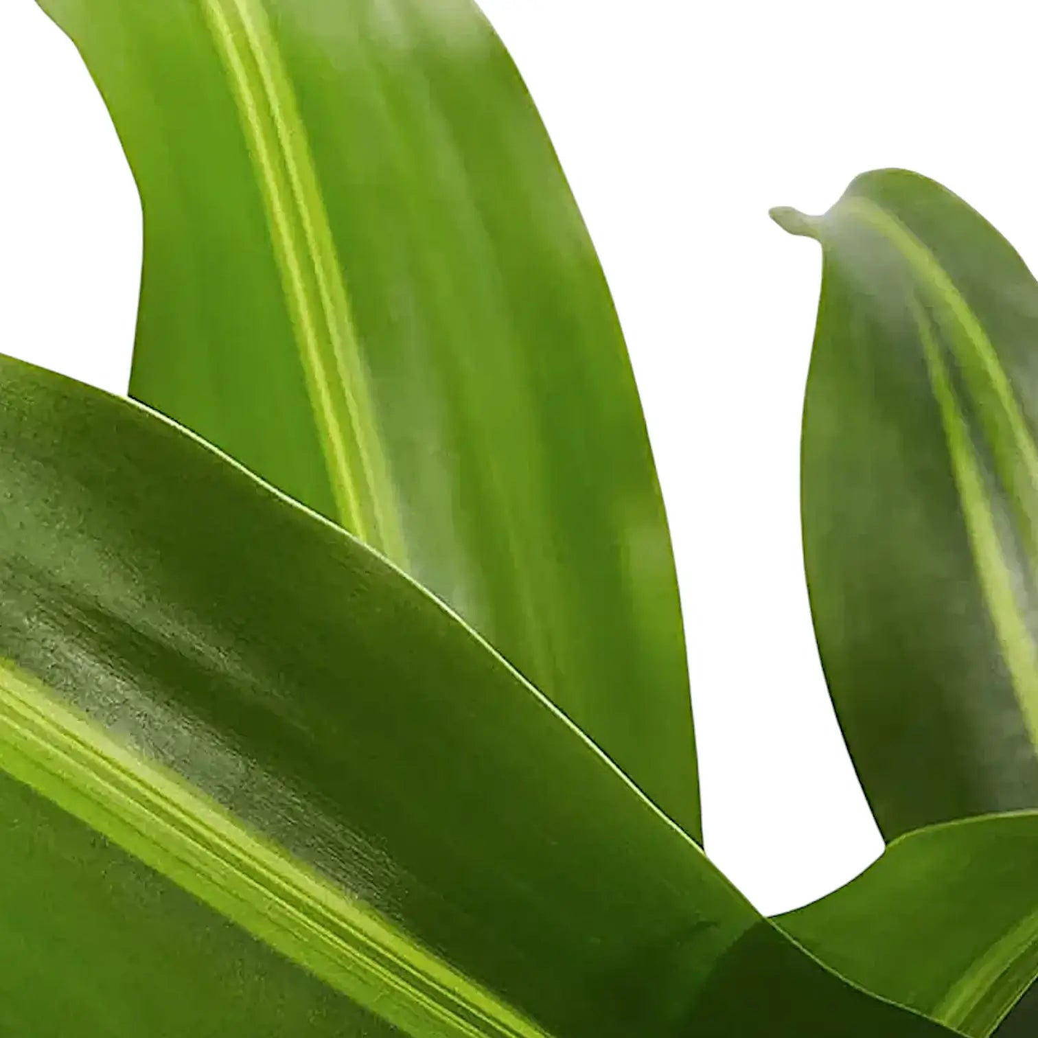 Dracaena fragrans 'Burley' potted plant in nursery pot on white background.