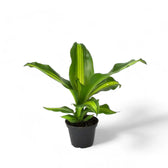 Dracaena fragrans 'Burley' potted plant in nursery pot on white background.