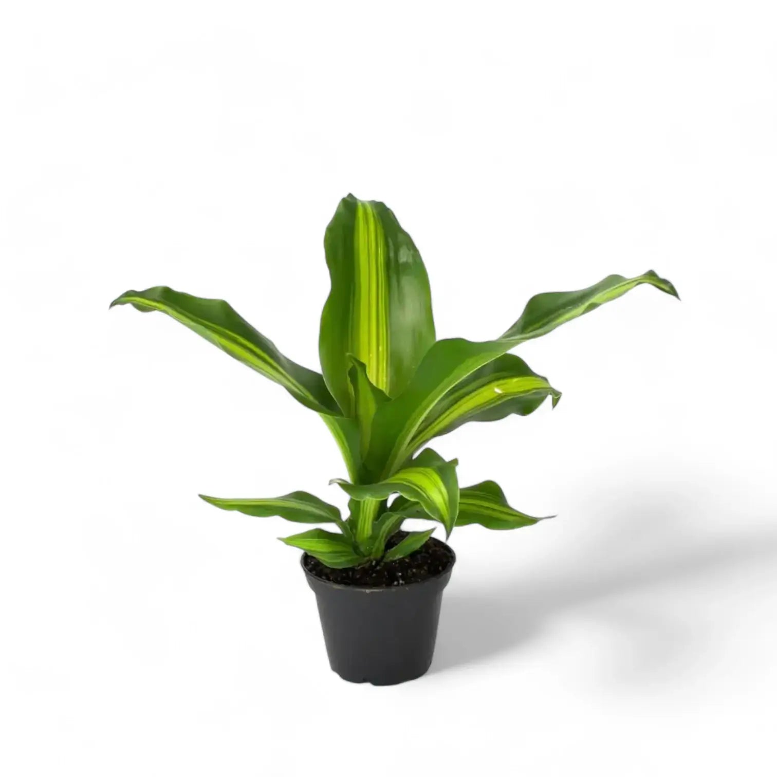 Dracaena fragrans 'Burley' potted plant in nursery pot on white background.