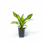 Dracaena fragrans 'Burley' potted plant in nursery pot on white background.