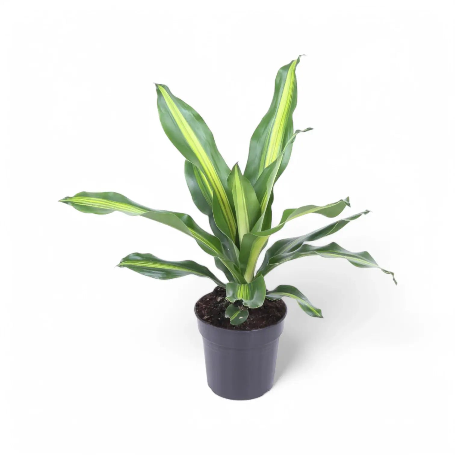 Dracaena fragrans 'Burley' potted plant in nursery pot on white background.