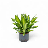 Dracaena fragrans 'Burley' potted plant in nursery pot on white background.
