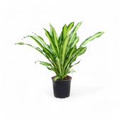 Dracaena fragrans 'Burley' potted plant in nursery pot on white background.