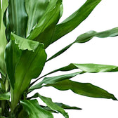 Dracaena fragrans 'Burundi' leaf close-up on white background.