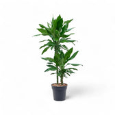 Dracaena fragrans 'Burundi' potted plant in nursery pot on white background.