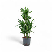 Dracaena fragrans 'Burundi' potted plant in nursery pot on white background.