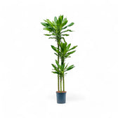 Dracaena fragrans 'Burundi' potted plant in nursery pot on white background.